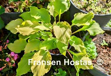 Hosta Jessica Alba