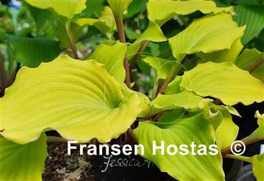 Hosta Jessica Alba