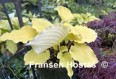 Hosta Jessica Alba