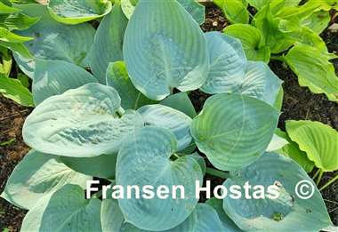 Hosta Jet Black