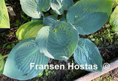 Hosta Jet Black