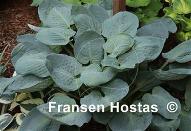 Hosta Jet Black