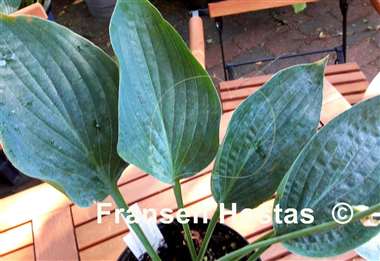 Hosta Jetstream