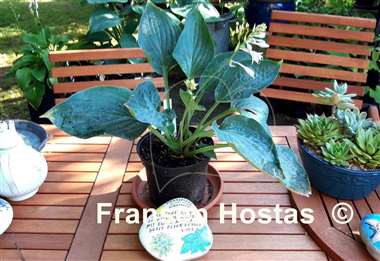 Hosta Jetstream
