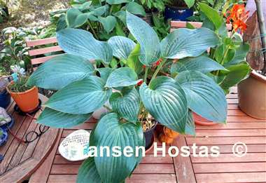 Hosta Jetstream
