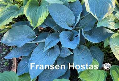 Hosta Jetstream
