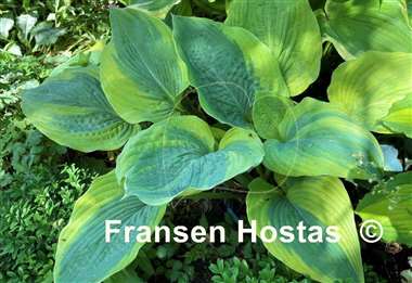 Hosta Jewel of the Nile
