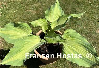 Hosta Jigs Up