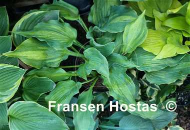 Hosta Jigs Up