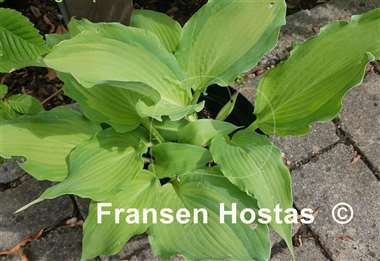 Hosta Jigs Up