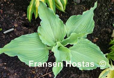 Hosta Jigs Up