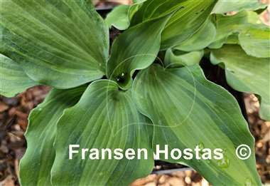 Hosta Jigs Up