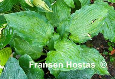 Hosta Jigs Up
