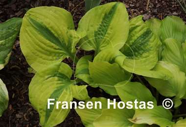 Hosta Jilted Lover