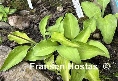 Hosta Jiminy Cricket