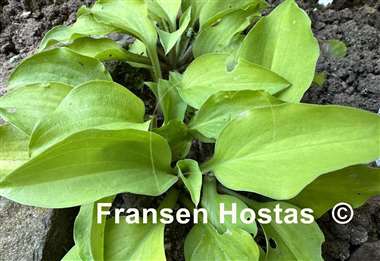 Hosta Jiminy Cricket