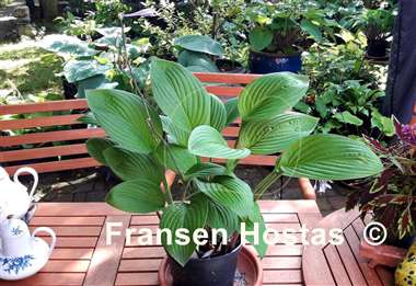 Hosta John Wargo