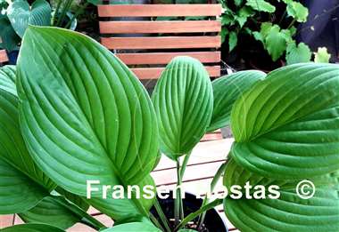 Hosta John Wargo