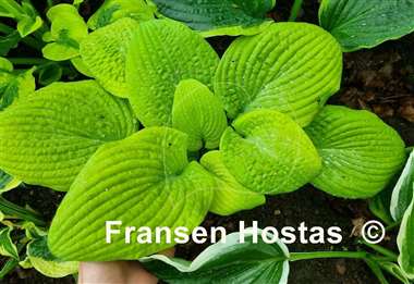 Hosta Johnny Angel
