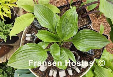 Hosta Joseph