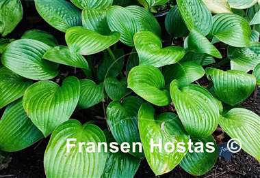 Hosta Joseph