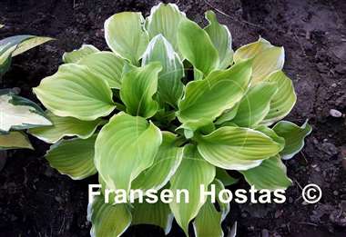 Hosta Joshua's Banner
