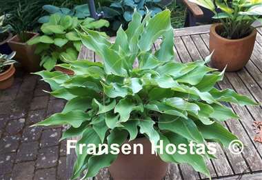 Hosta Joy Ride