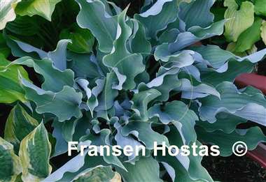 Hosta Joy Ride