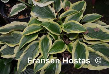 Hosta Jubilee