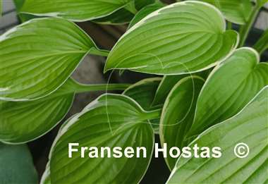 Hosta Julia