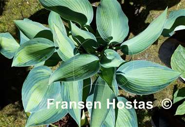 Hosta June Present