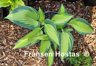 Hosta June Present