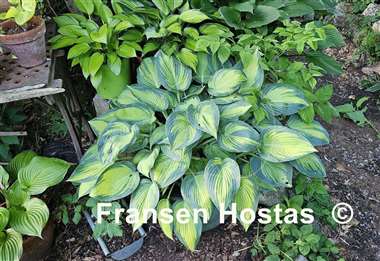 Hosta June