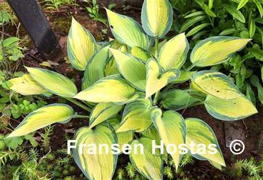 Hosta June