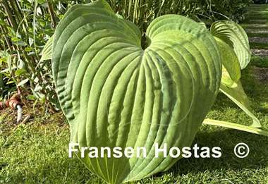 Hosta Jurassic City