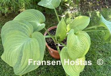 Hosta Jurassic City