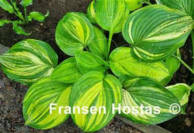 Hosta Jurassic Mutator