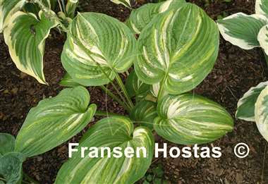Hosta Jurassic Mutator