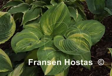 Hosta Jurassic Mutator