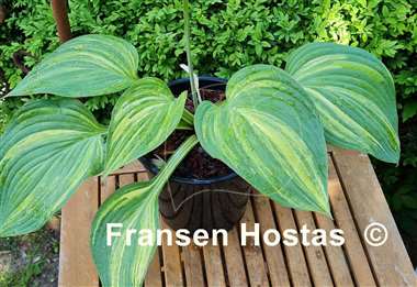 Hosta Jurassic Mutator