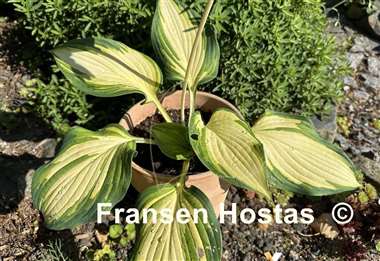 Hosta Jurassic Sun