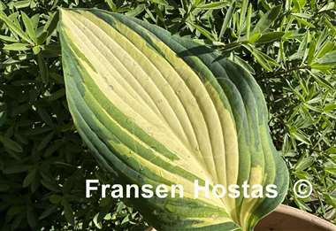Hosta Jurassic Sun