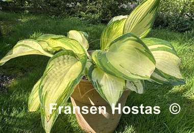 Hosta Jurassic Sun