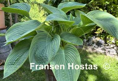 Hosta Jurassic World