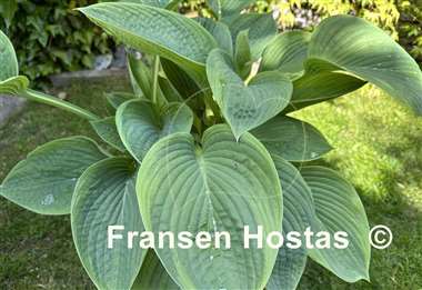 Hosta Jurassic World