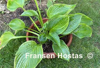 Hosta Jurassic World