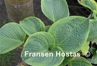 Hosta Jurassic World