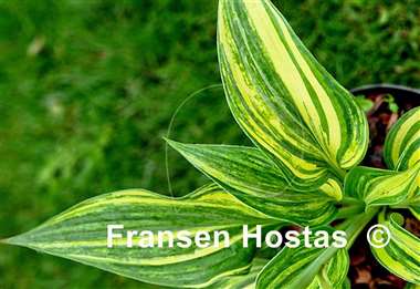 Hosta Justice of Peace