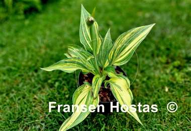 Hosta Justice of Peace