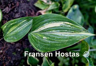 Hosta Justice of Peace
